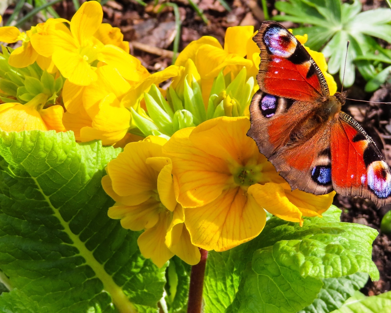 Желтые цветы примулы с бабочкой