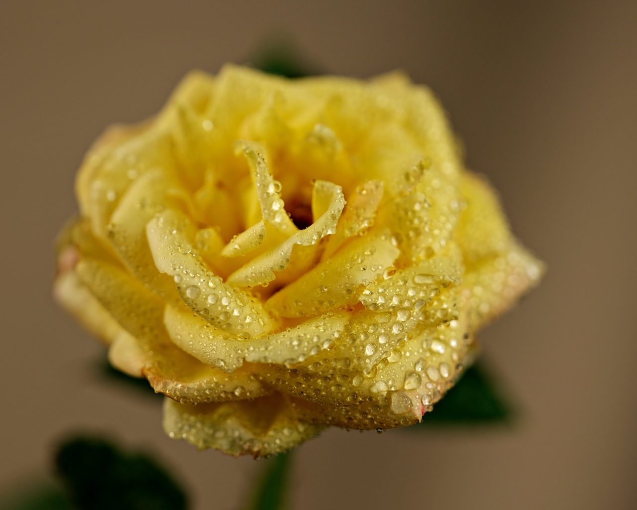 Желтая роза в каплях росы крупным планом