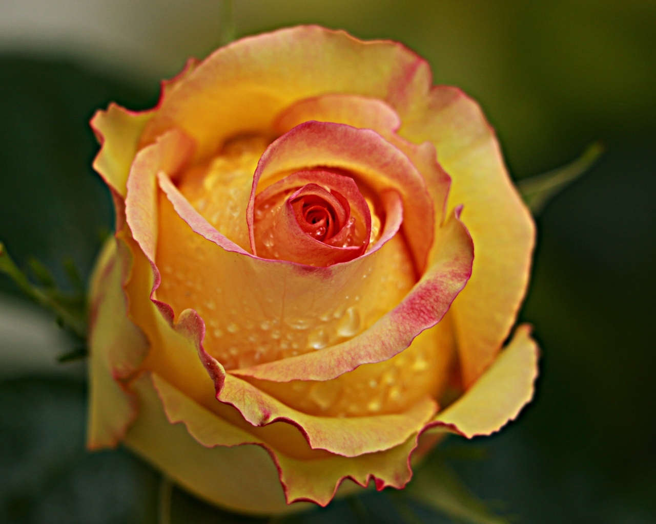 Желтая роза в каплях крупным планом