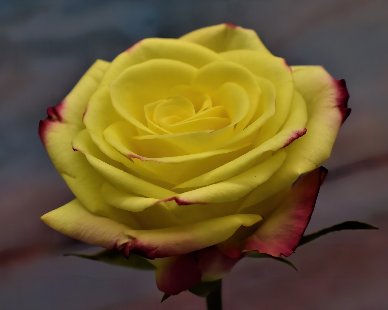 Желтая роза с красными краями на лепестках 