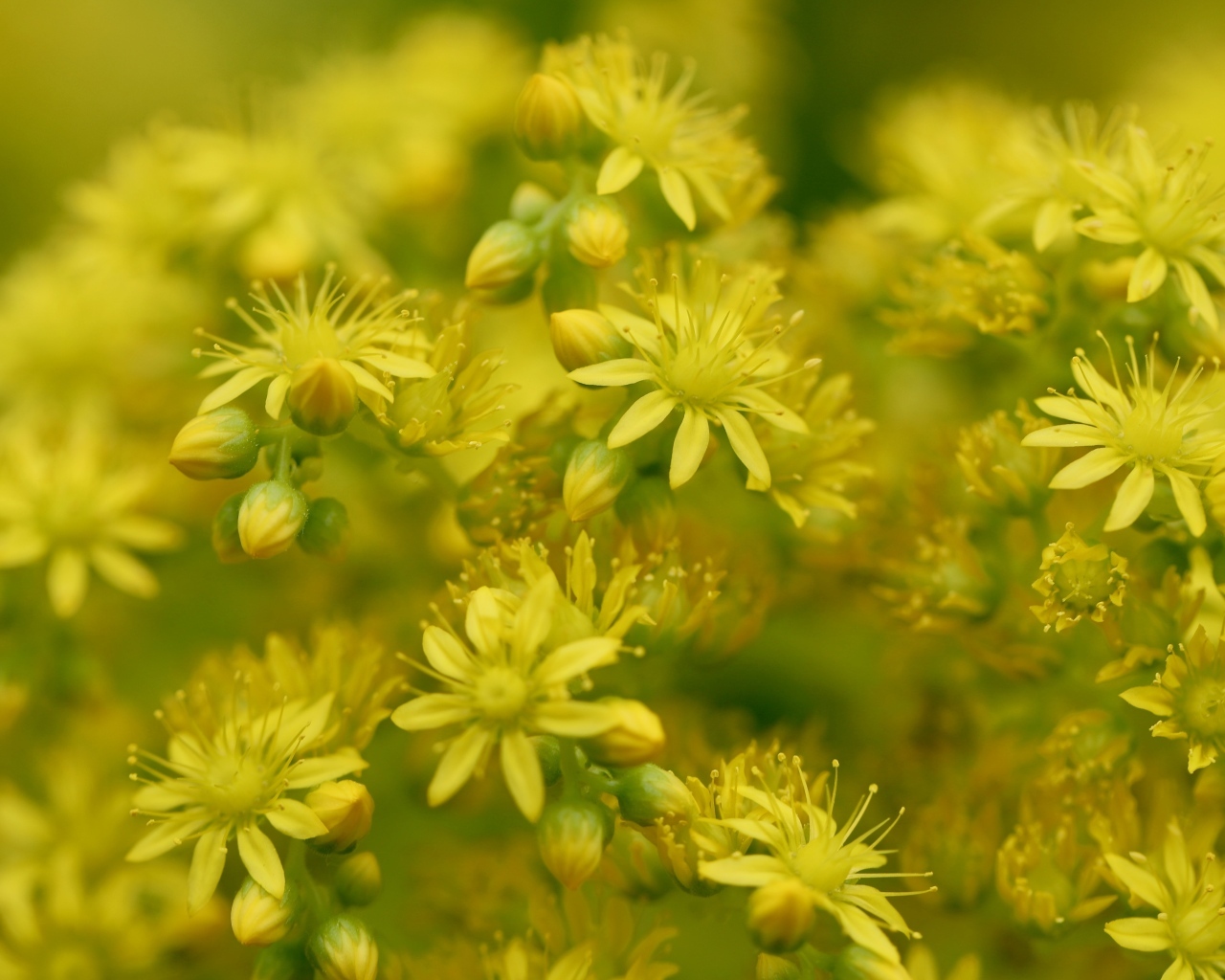 Желтые цветы очиток обыкновенный