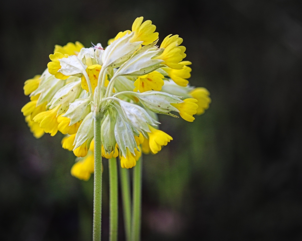 Желтые цветы примула весенняя
