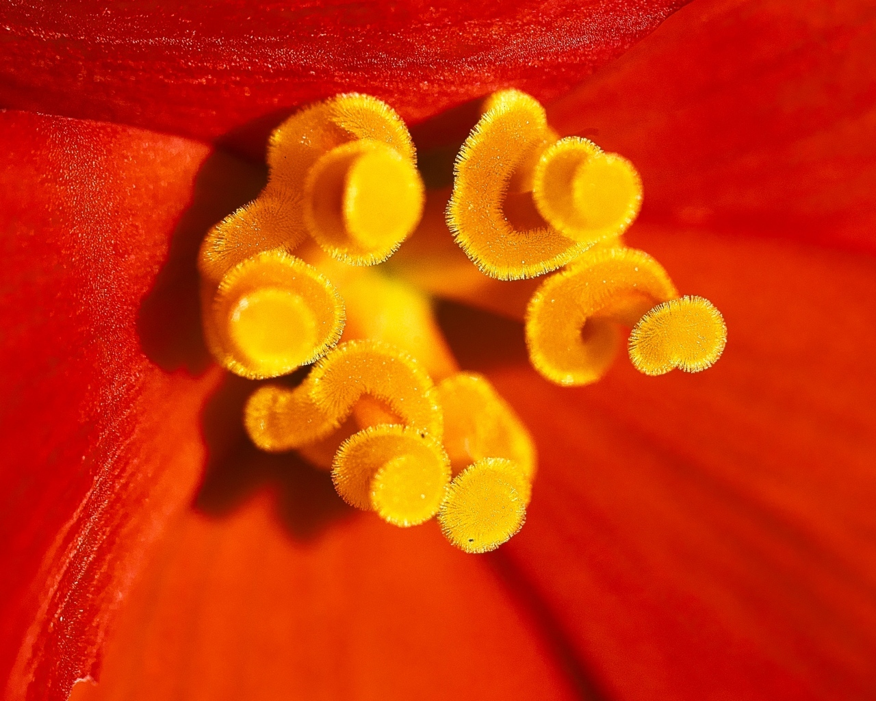 Желтые тычинки красного тюльпана