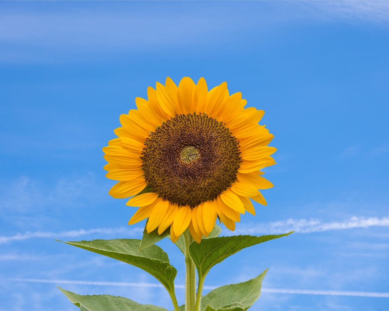 Желтый цветок подсолнуха на фоне голубого неба  