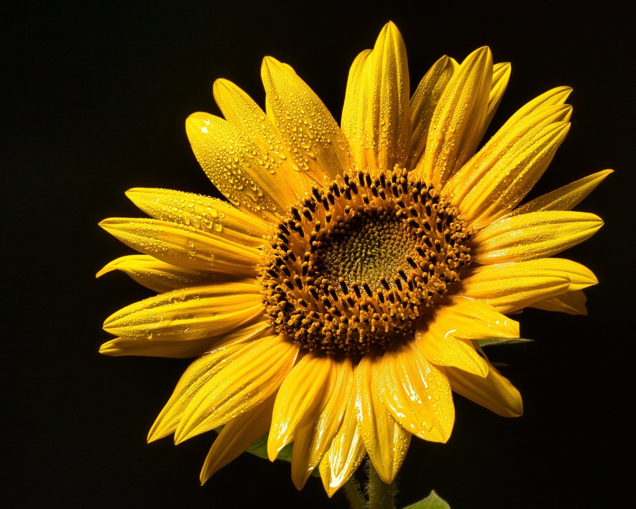 Желтый цветок подсолнуха на черном фоне