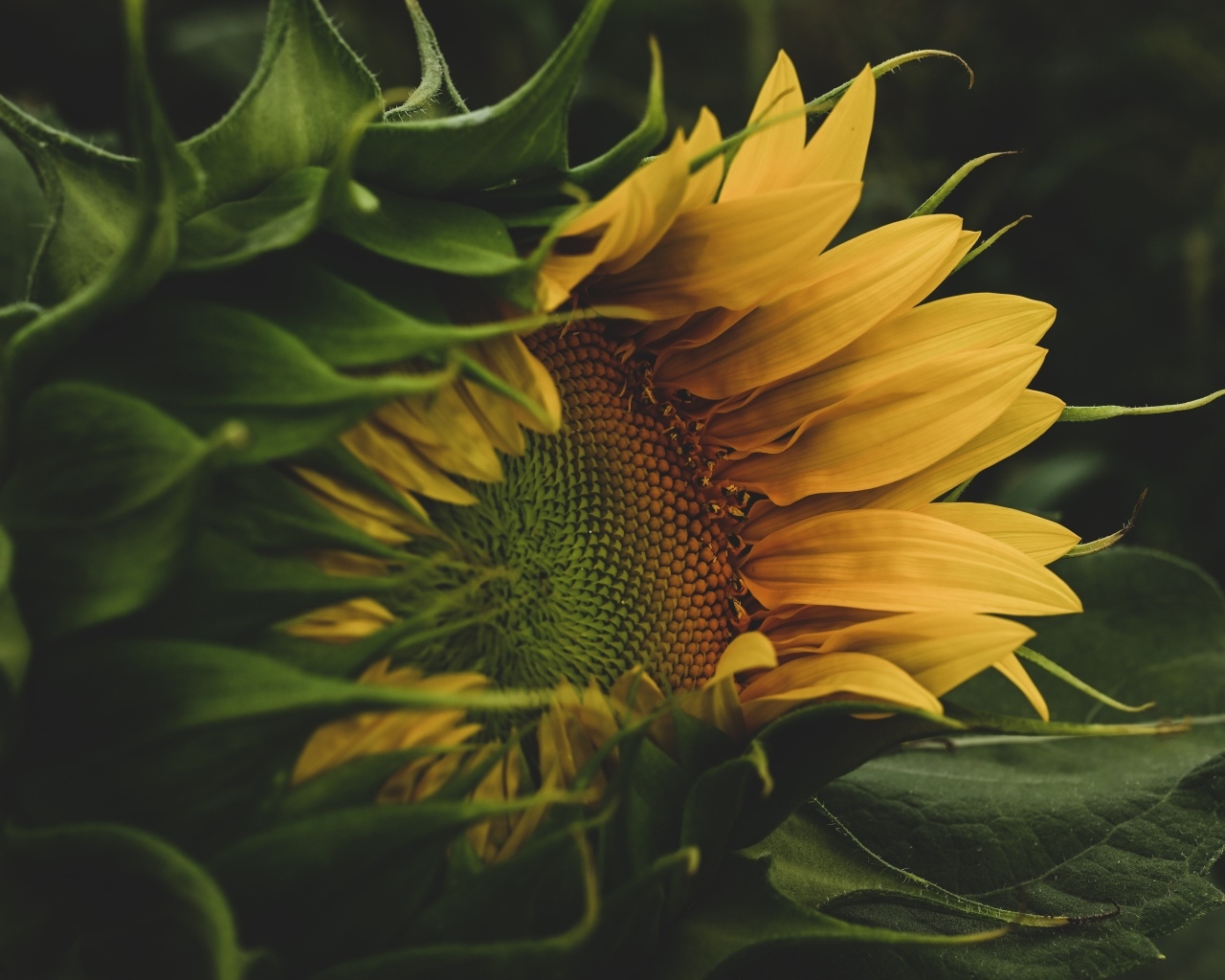 Желтый цветок подсолнуха с зелеными листьями