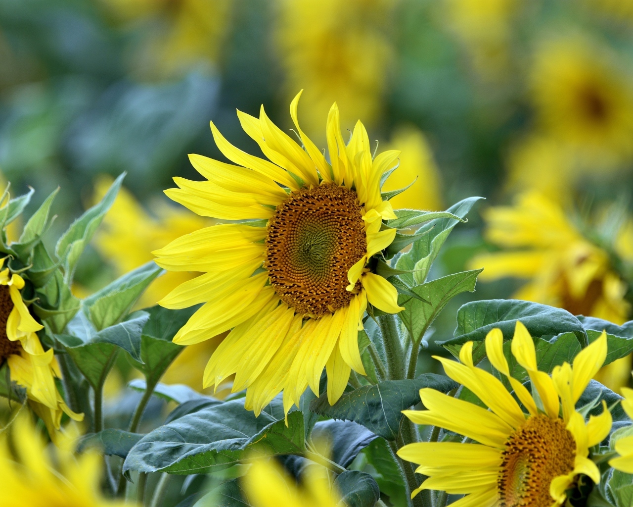 Желтые цветы подсолнуха на поле крупным планом