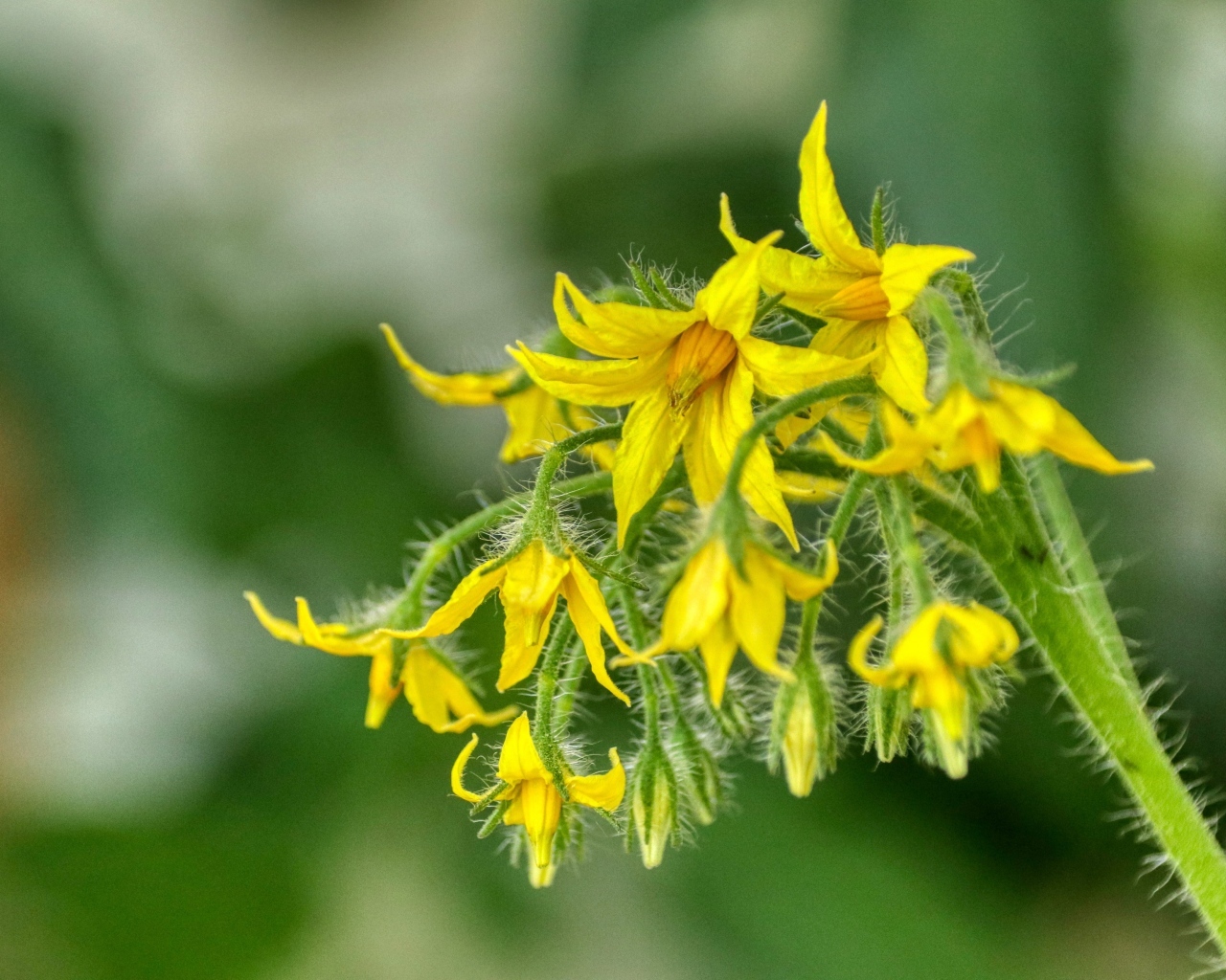 Желтые цветы томатов на ветке