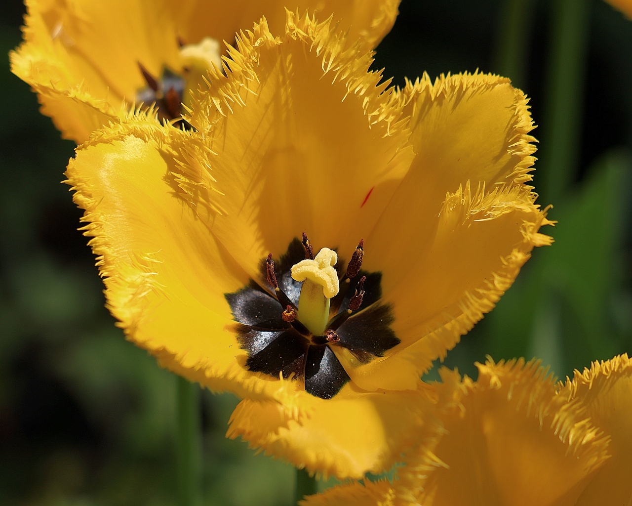 Желтые тюльпаны с черной серединкой крупным планом