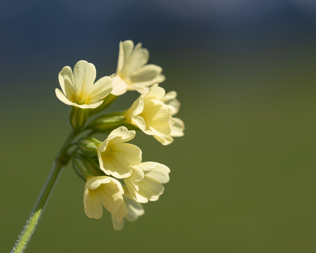 Желтые полевые цветы крупным планом