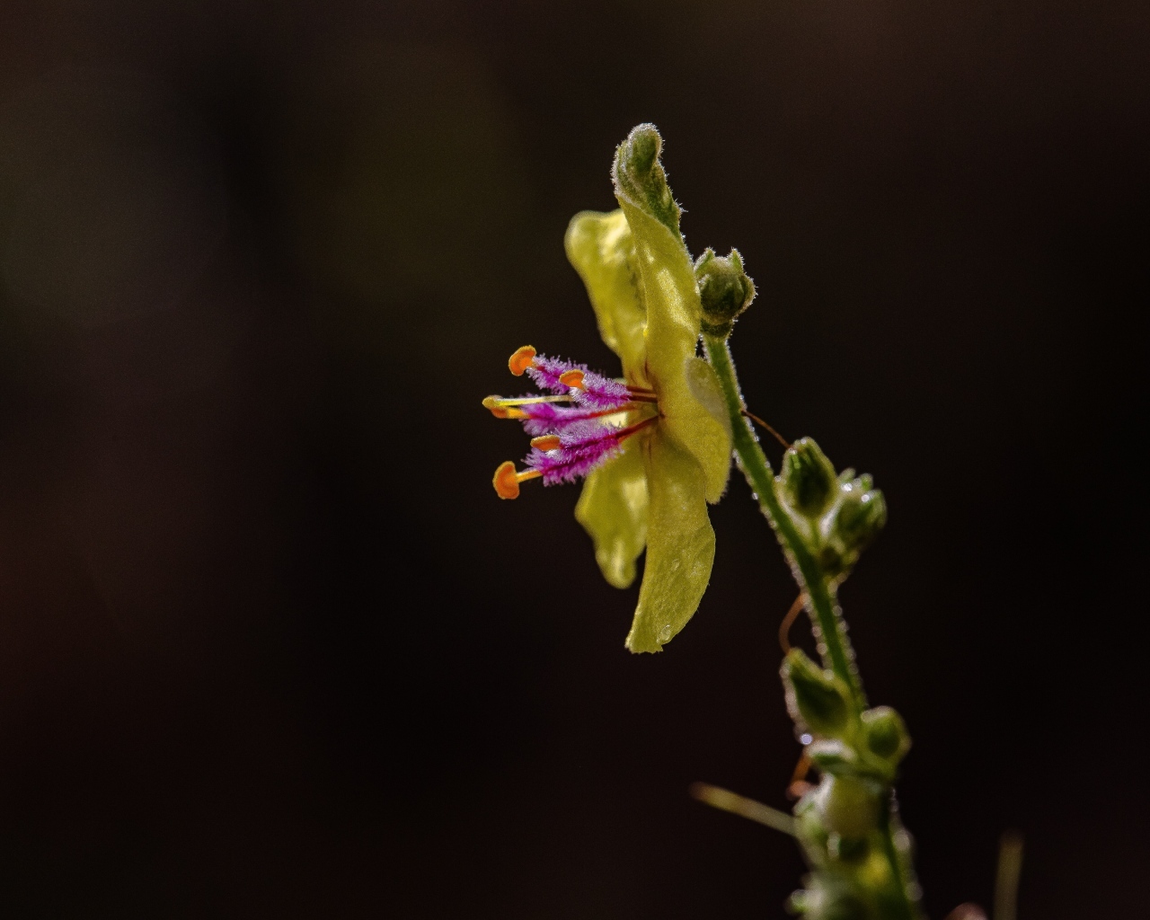 Желтый полевой цветок на черном фоне