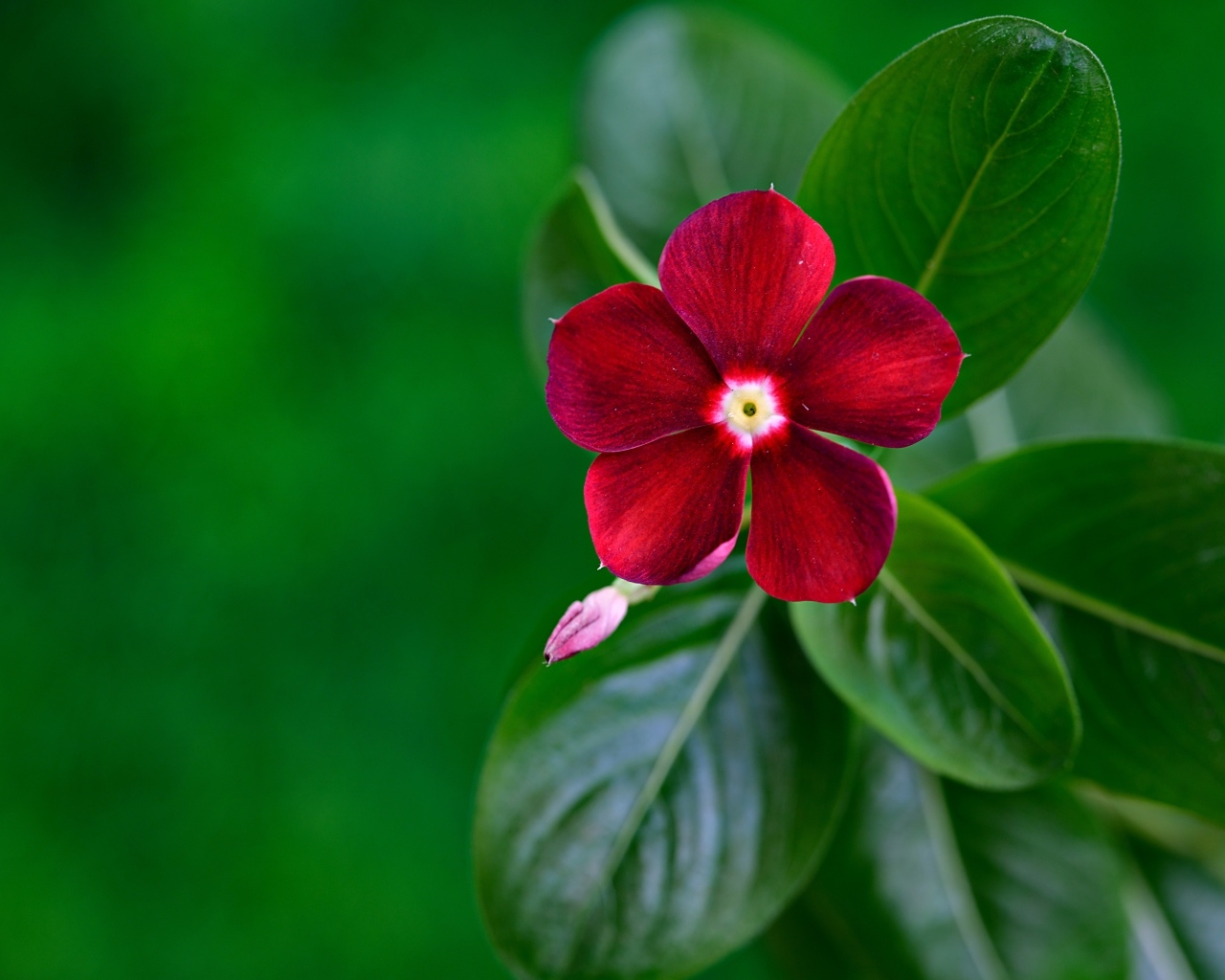 Красивый красный цветок барвинок