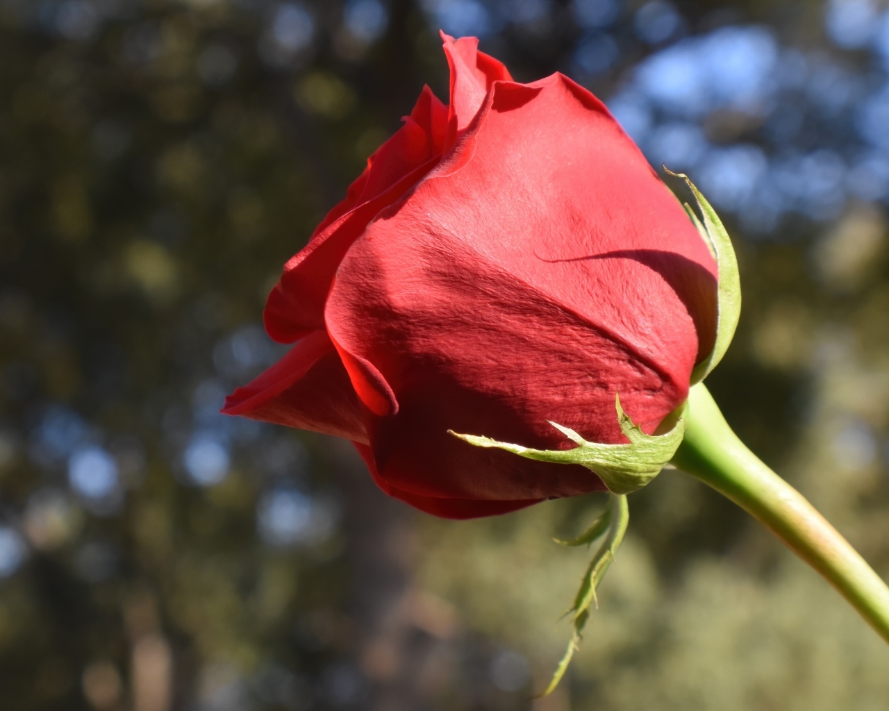 Красивый цветок красной розы