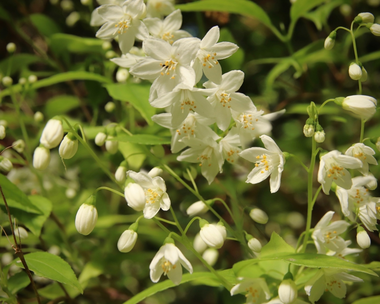 Красивый белый весенний цветок