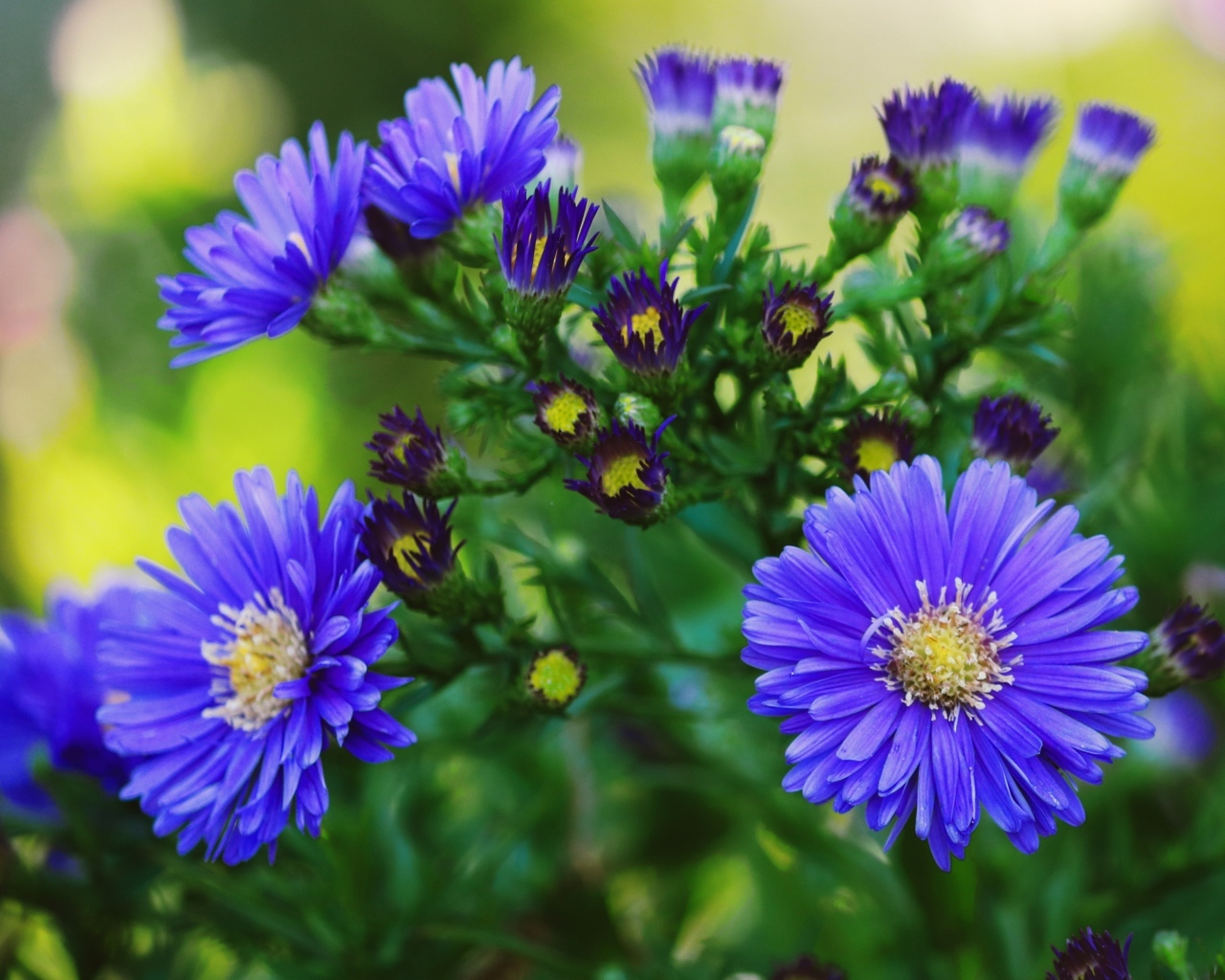 Синий осенний цветок сентябринка