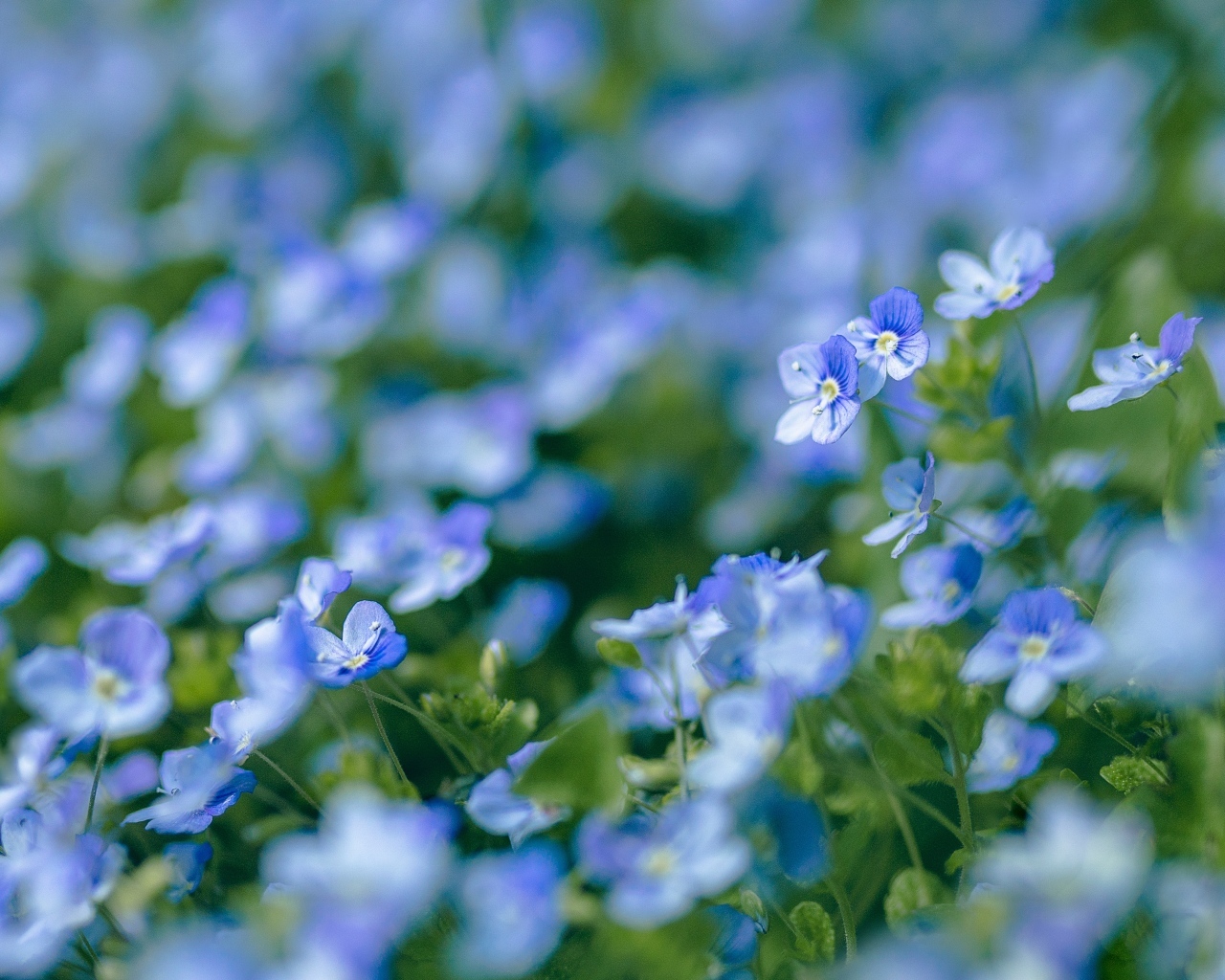Голубые маленькие цветы незабудки