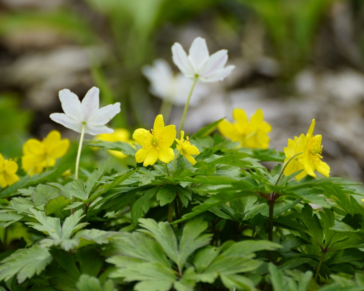Лесные цветы ветреница ранункулоидная