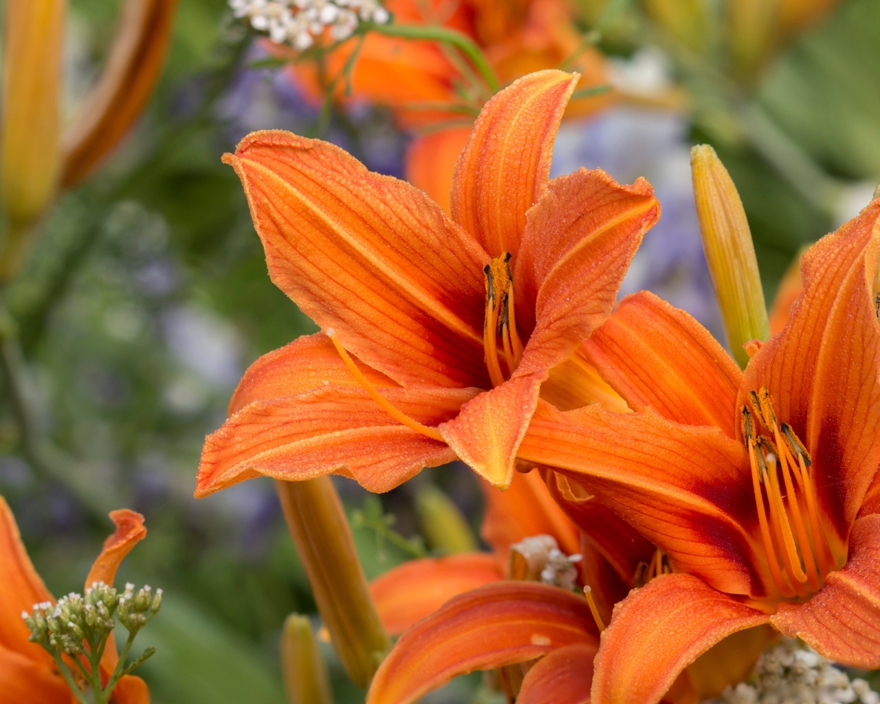 Оранжевые цветы садового лилейника