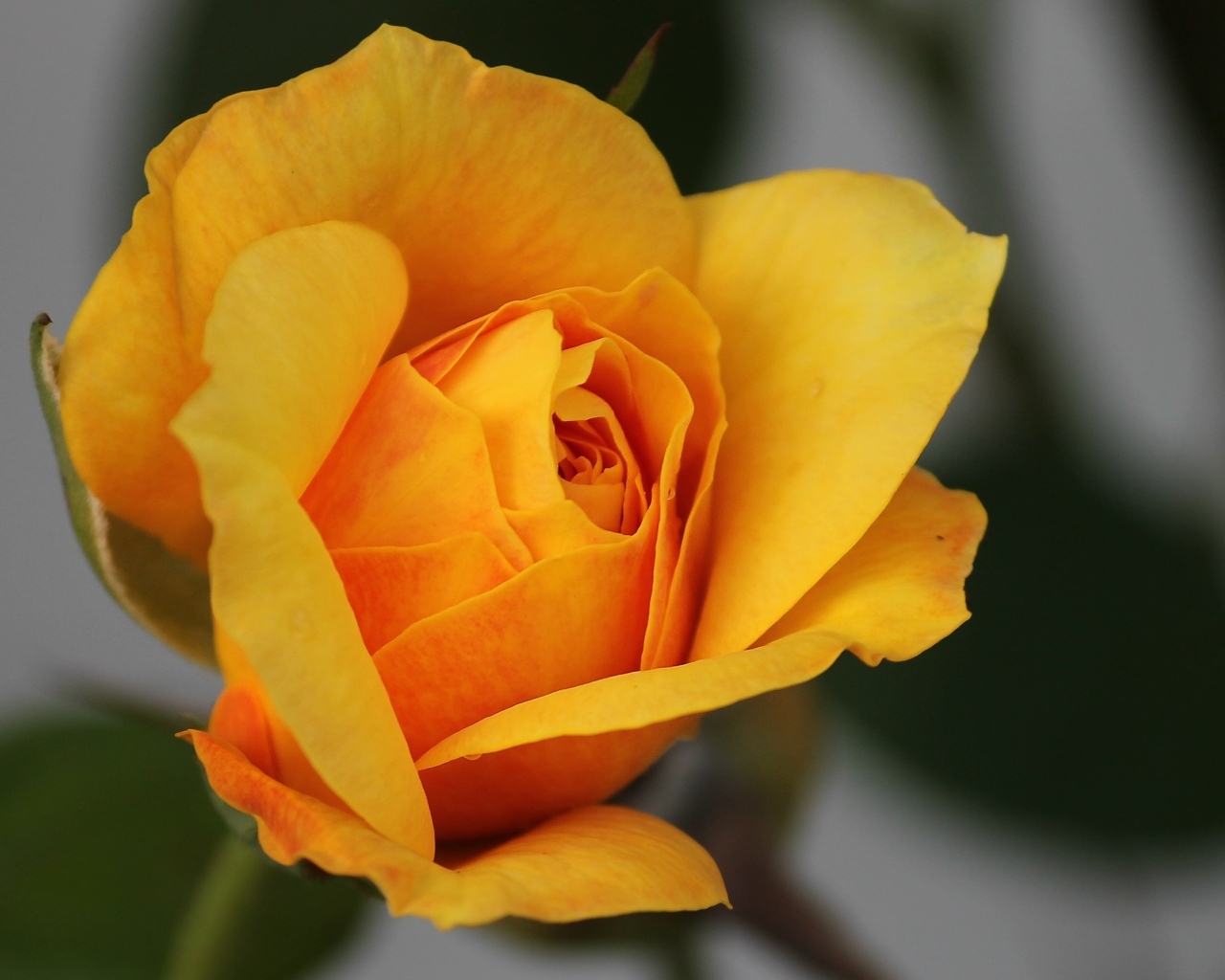 Оранжевая роза распускается 