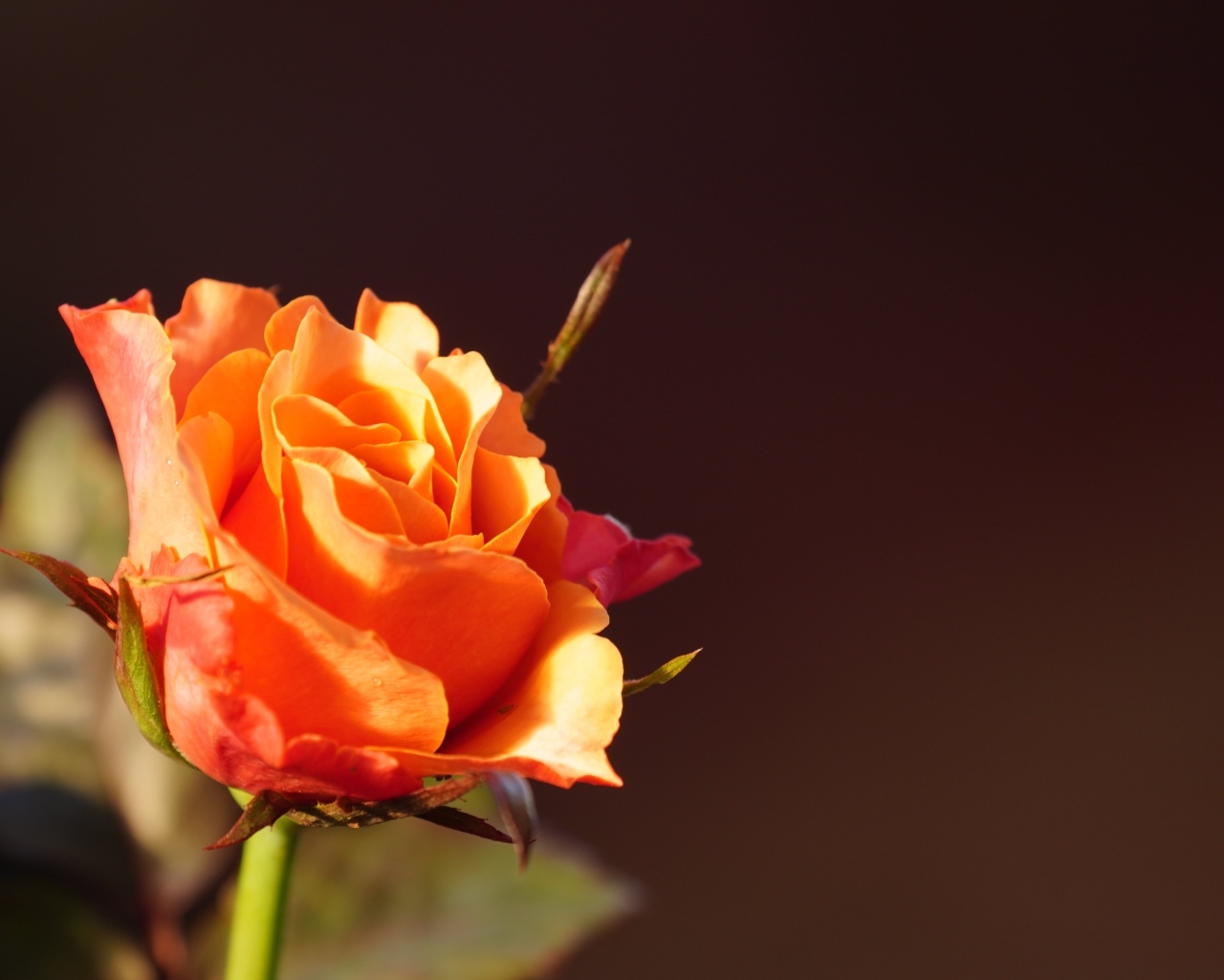 Оранжевая роза в лучах солнца