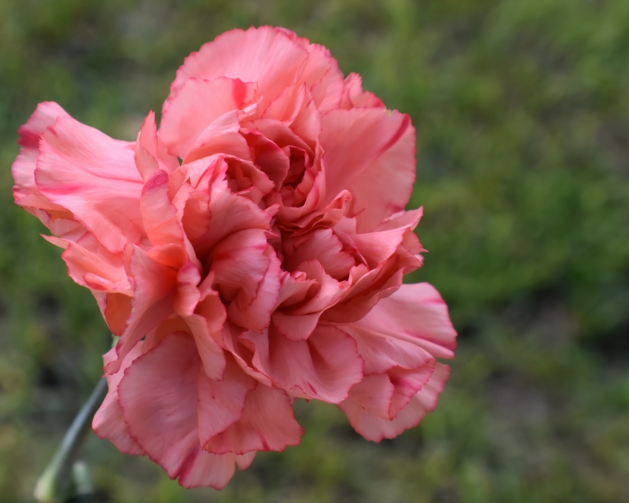 Розовая гвоздика крупным планом