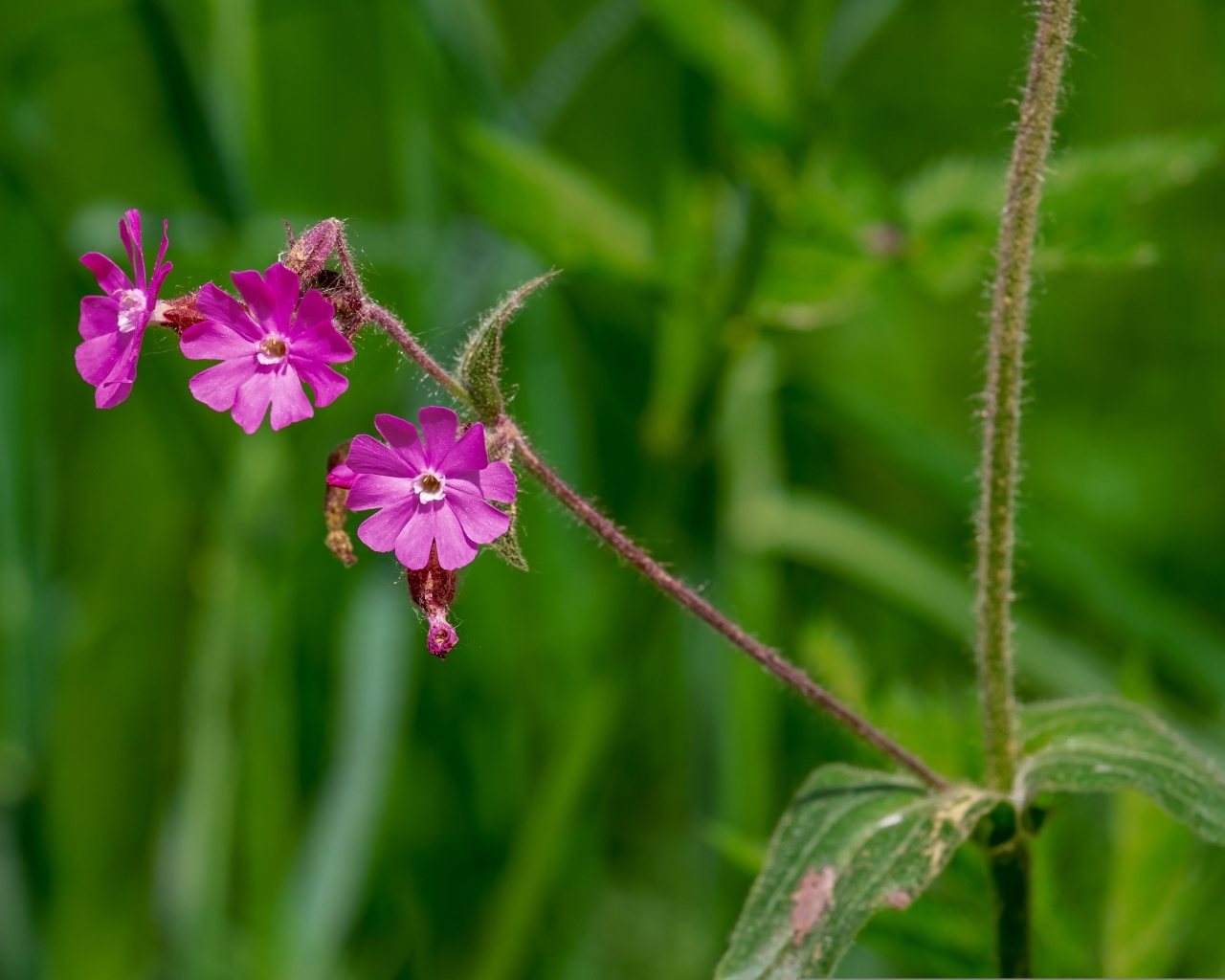 Розовые цветы полевой гвоздики