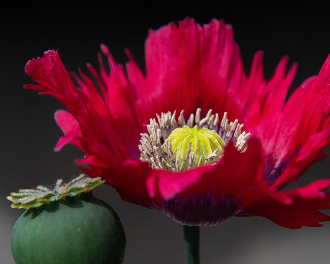 Розовый садовый декоративный мак 