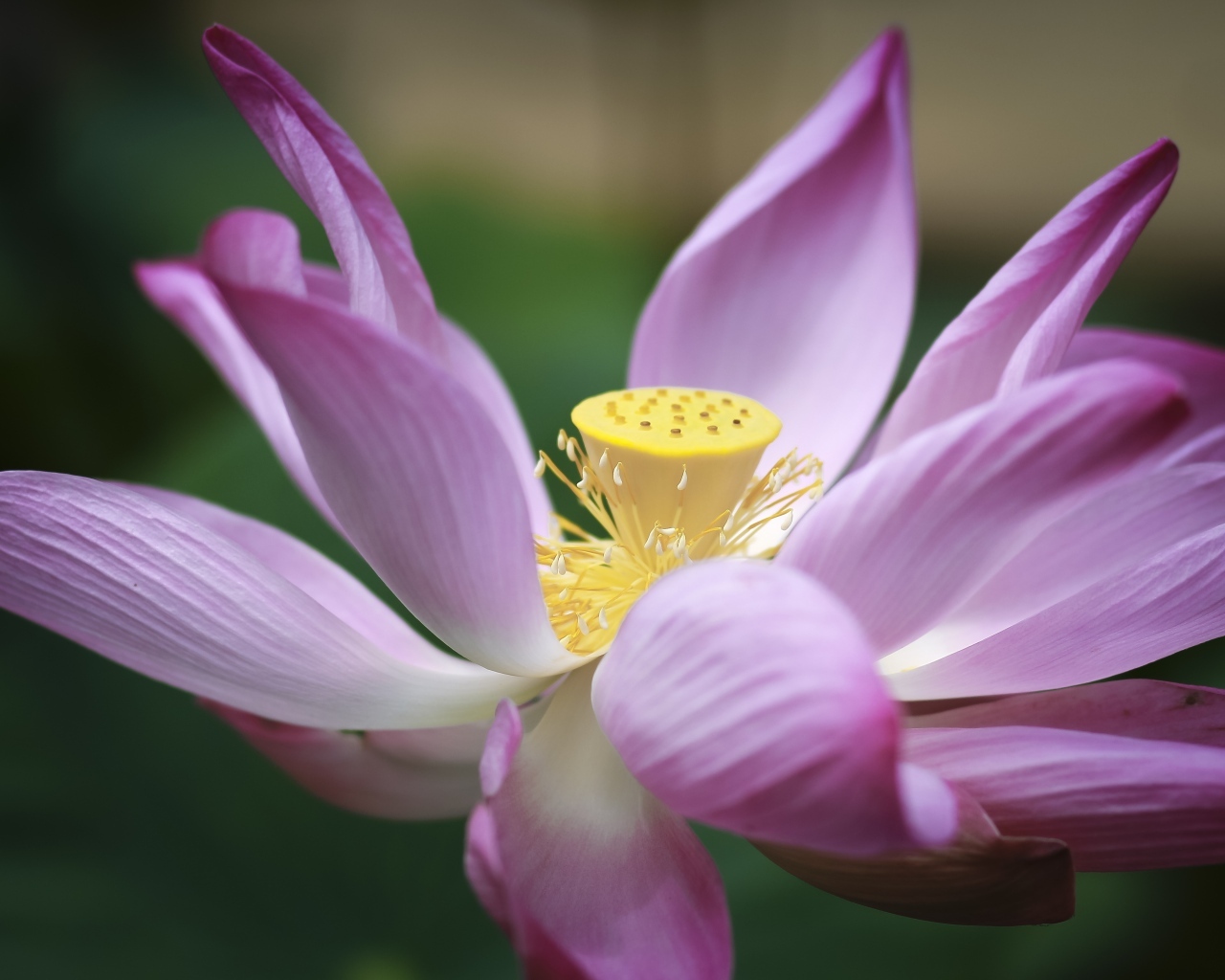 Розовый цветок лотоса крупным планом