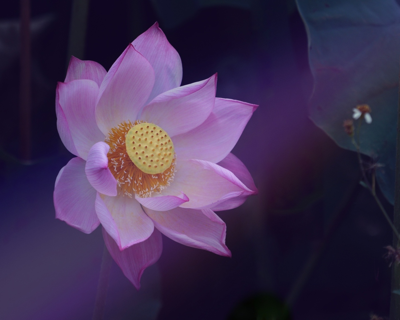 Розовый цветок лотоса с желтой серединкой