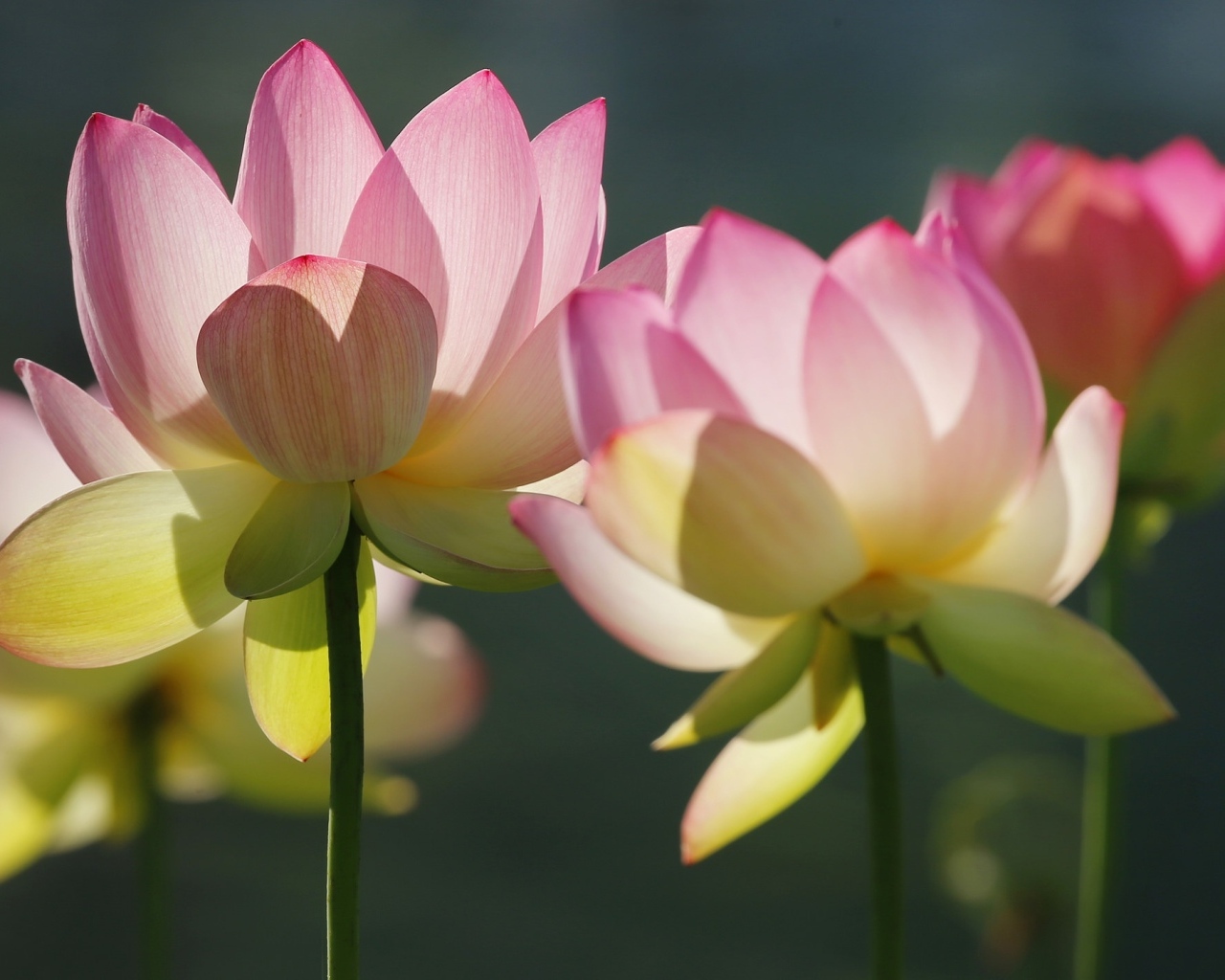 Розовые лотосы крупным планом