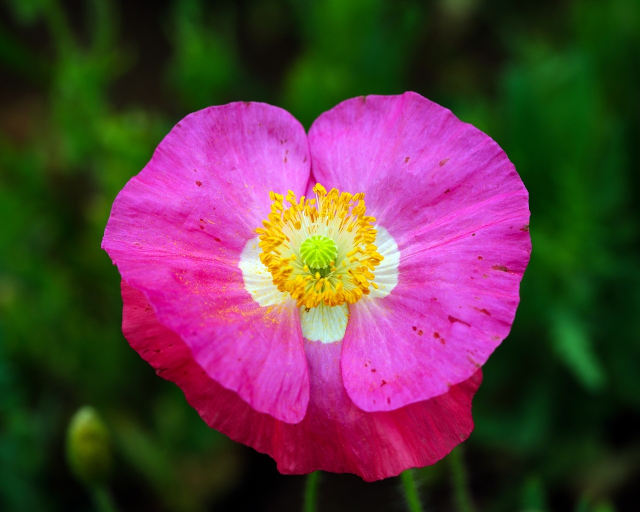 Розовый цветок мака крупным планом