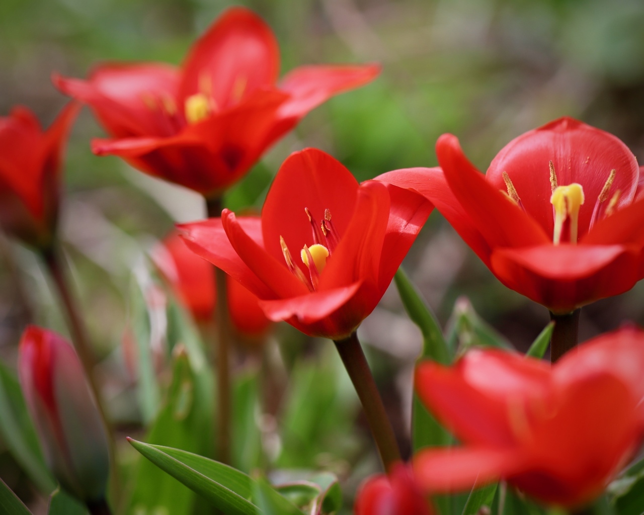 Маленькие красивые красные тюльпаны