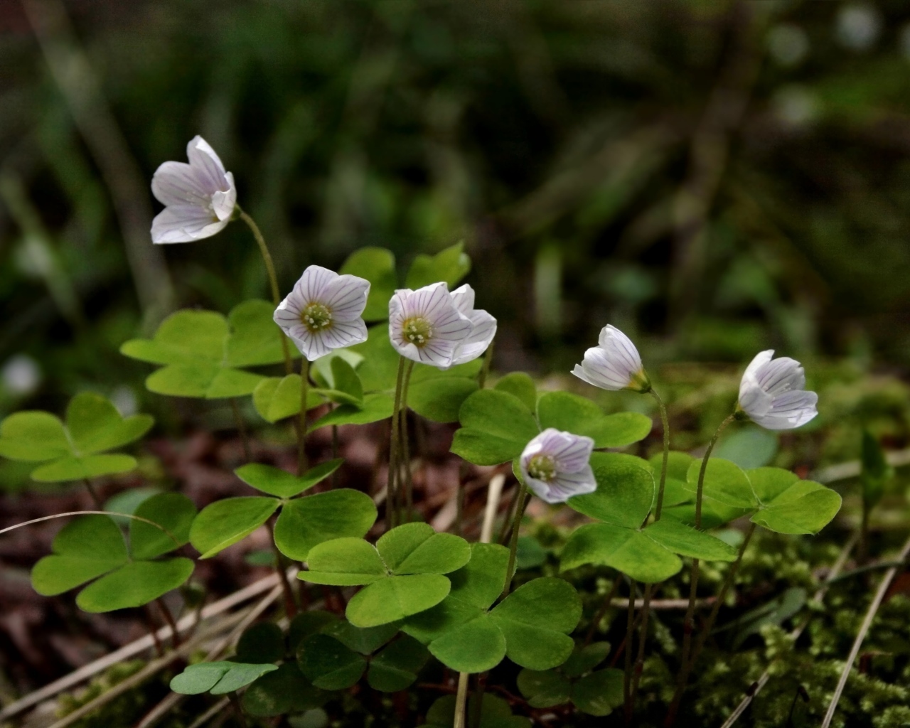 Маленькие цветы четырехлистного клевера