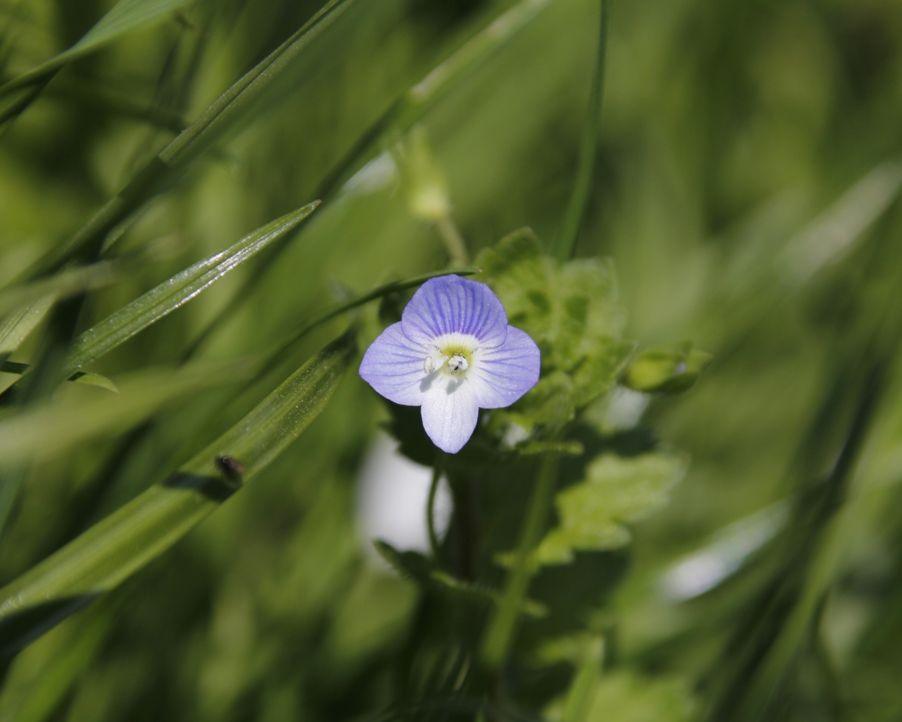Маленький фиолетовый цветок гипсофилы