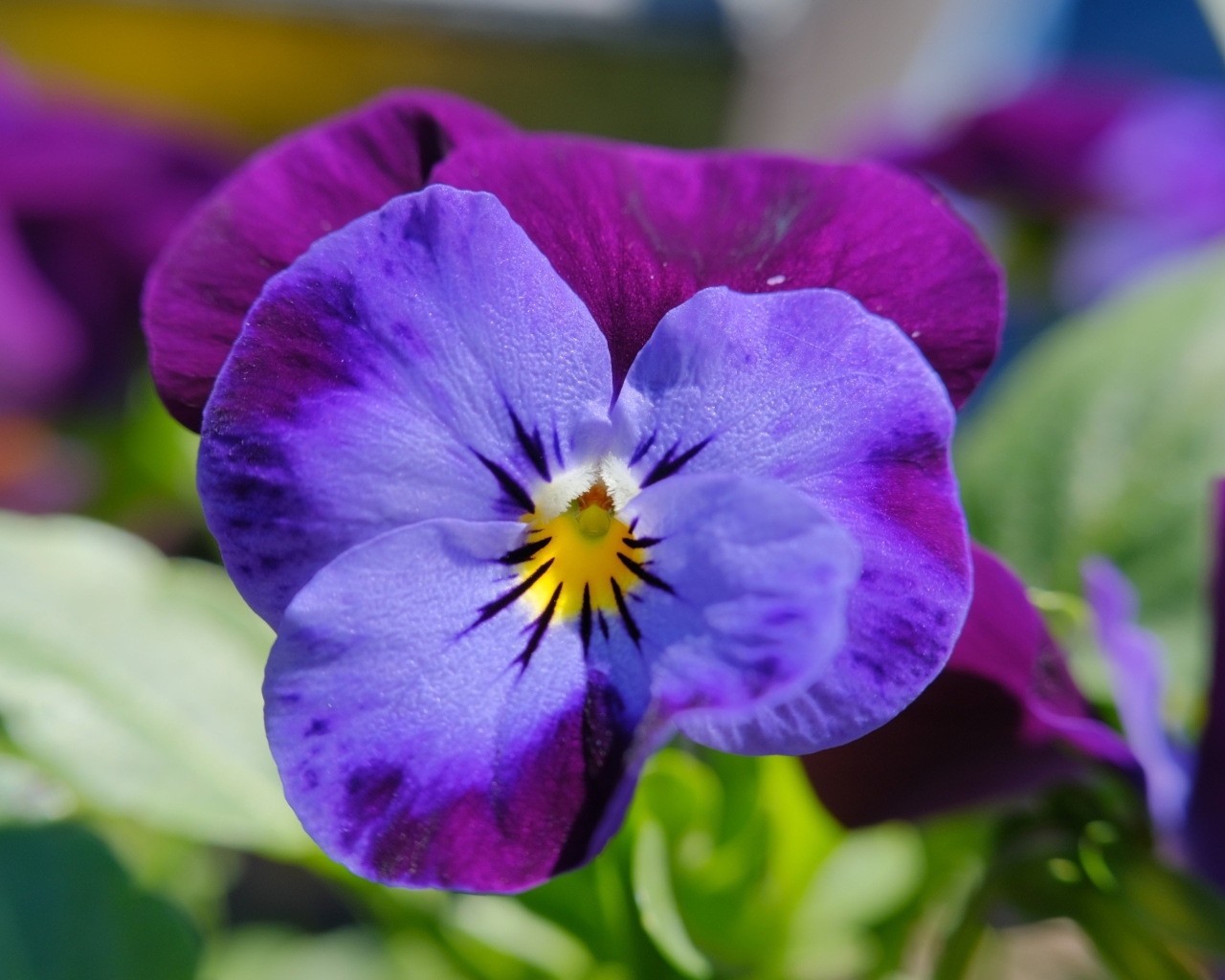 Маленький фиолетовый цветок анютины глазки