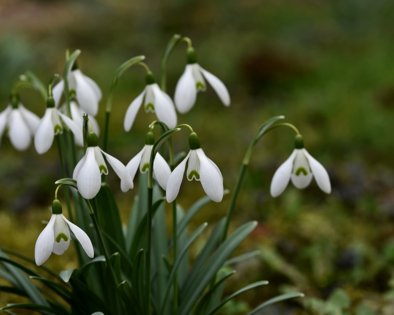 Маленькие цветы подснежника весной
