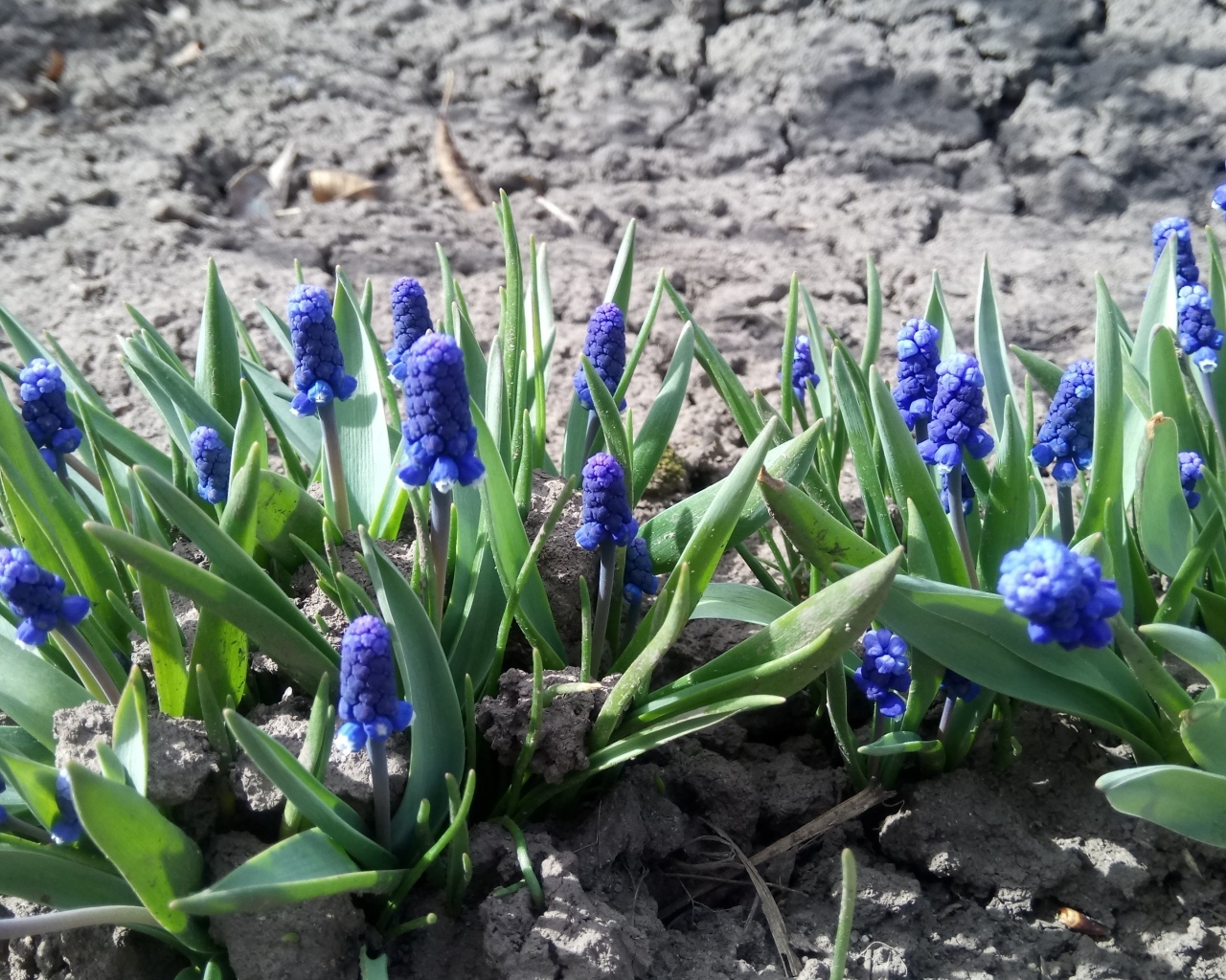 Маленькие весенние цветы мускарики