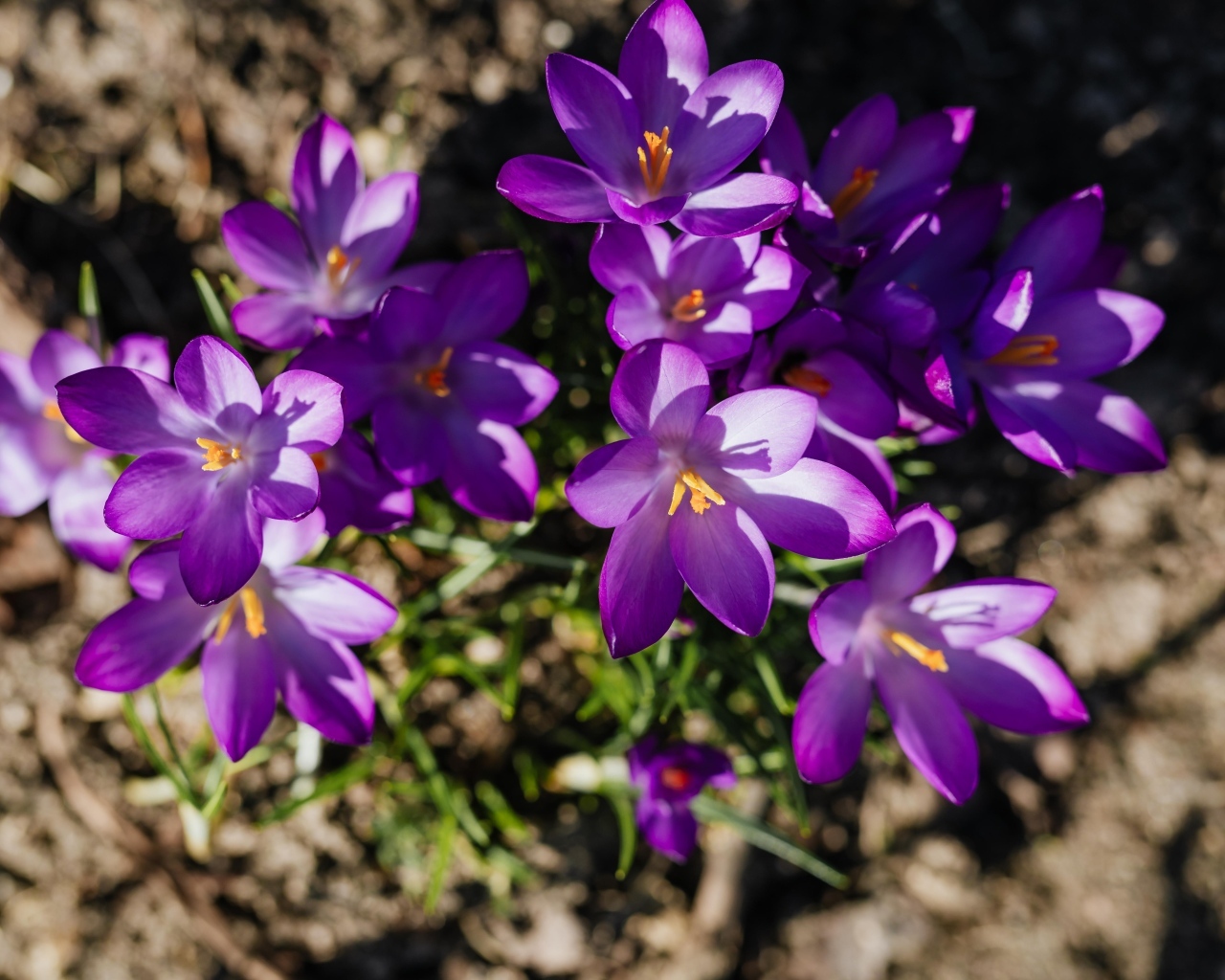 Маленькие весенние фиолетовые крокусы вид сверху