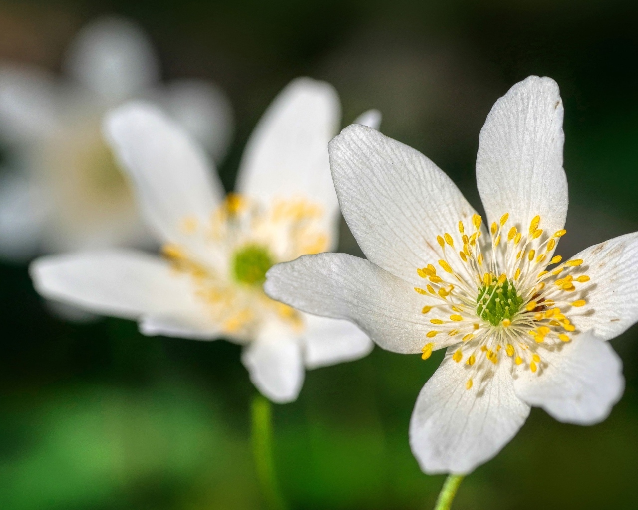 Маленькие белые цветы анемон