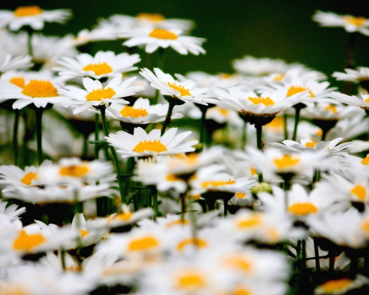 Маленькие белые ромашки крупным планом