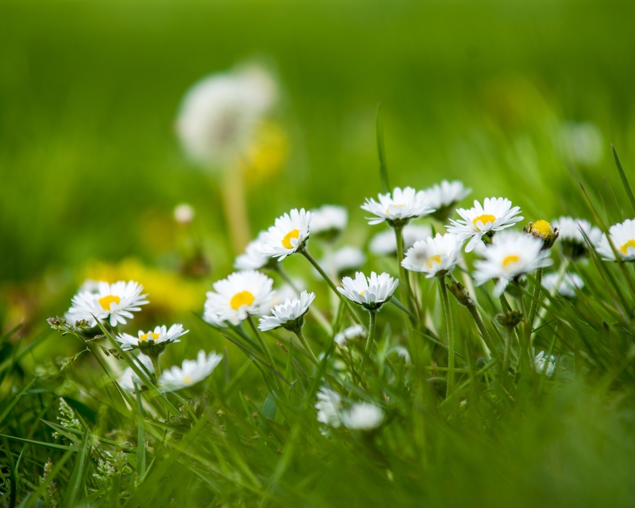 Маленькие белые цветы в зеленой траве