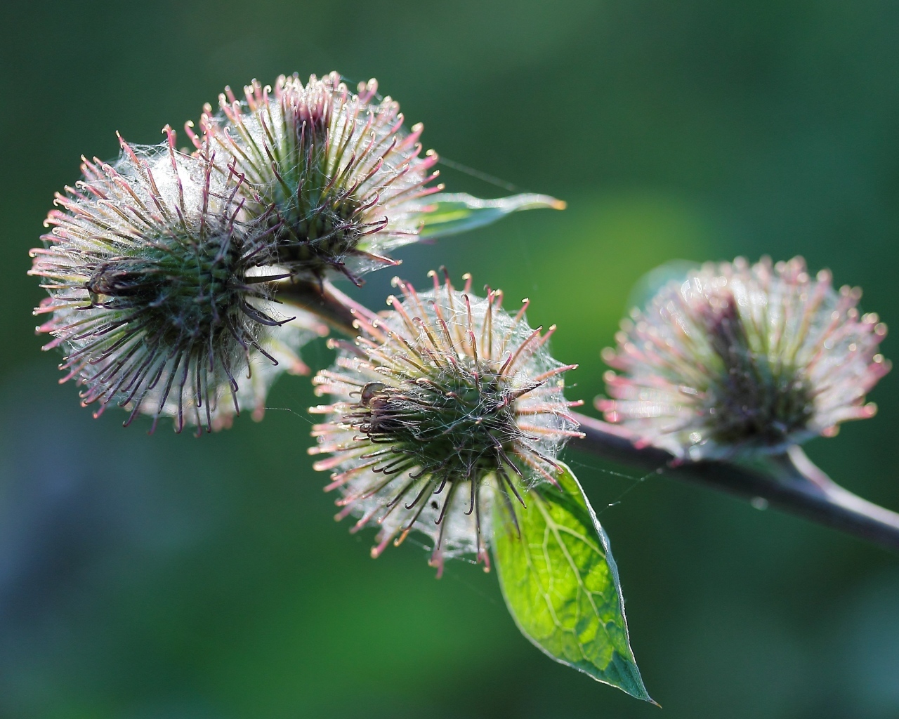 Колючие цветы расторопши