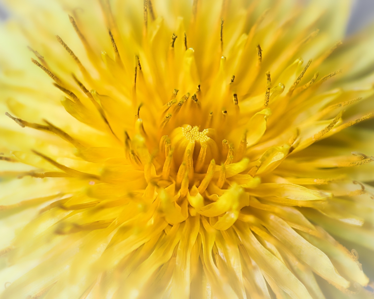 Желтый одуванчик крупным планом