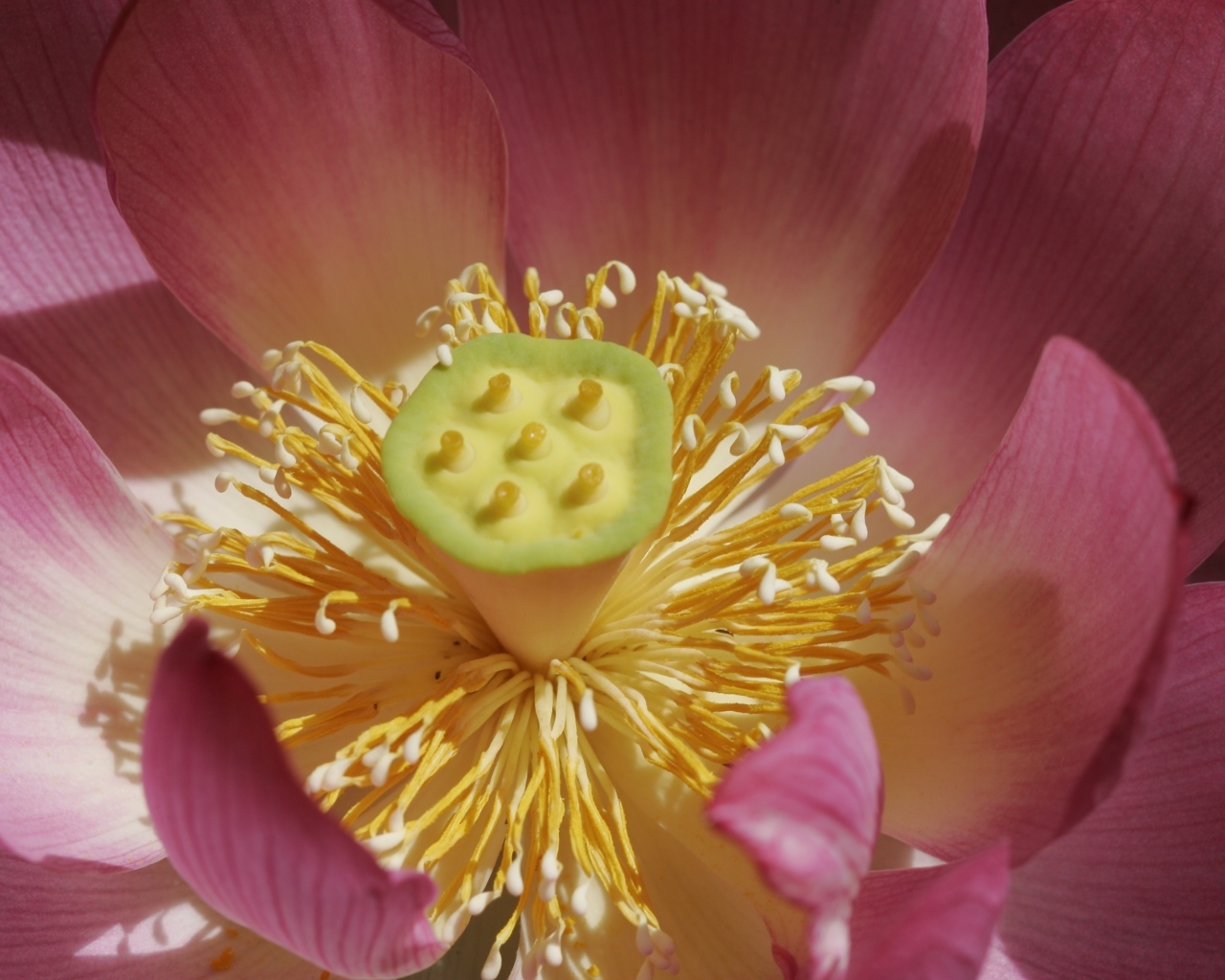 Желтая середина цветка лотоса крупным планом