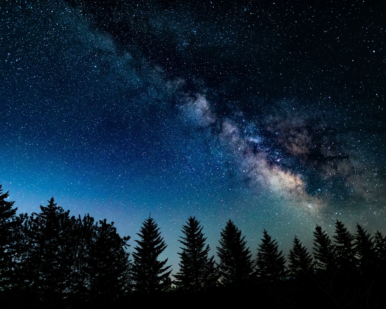 Красивое звездное небо над хвойным лесом