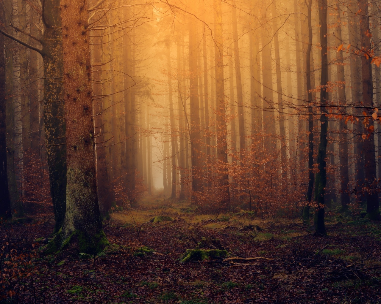 Холодный темный осенний лес