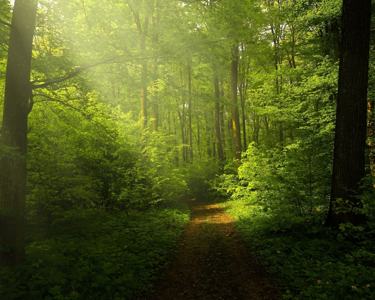 Холодный зеленый лес в лучах солнца