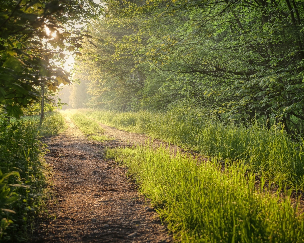 Лесная дорога в лучах летнего солнца