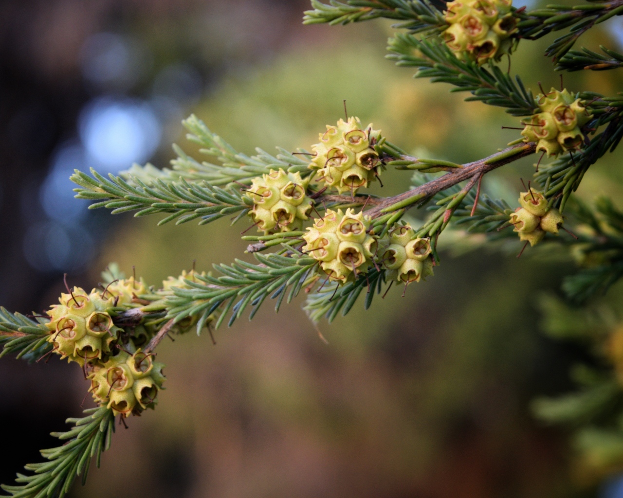 Зеленая ветка ели с семенами