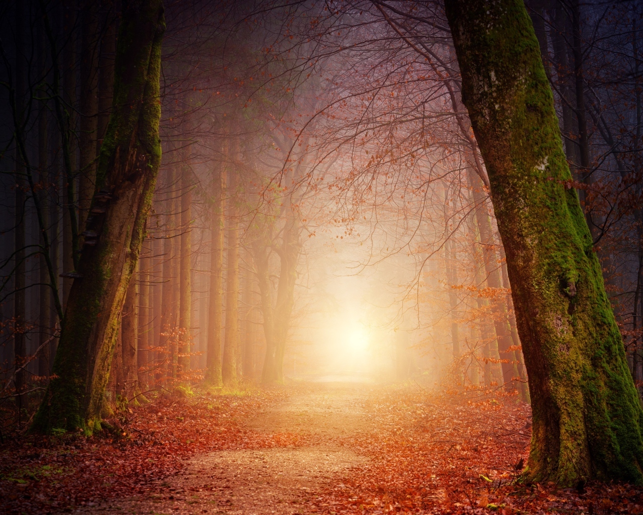 Свет в конце дороги в темном осеннем лесу